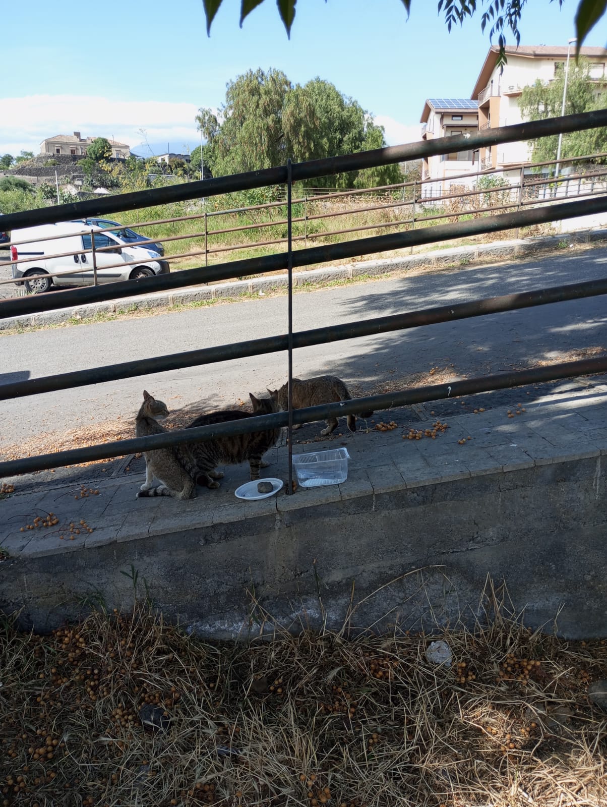 UNA DONNA, TANTI GATTI E UN QUARTIERE CHE SI UNISCE: IL CUORE DI PATERNÒ BATTE IN VIA DEI BASALTI