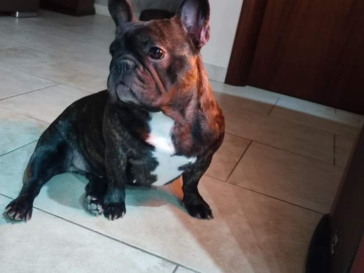 Cane smarrito in Contrada Schettino: appello per una bulldog francese