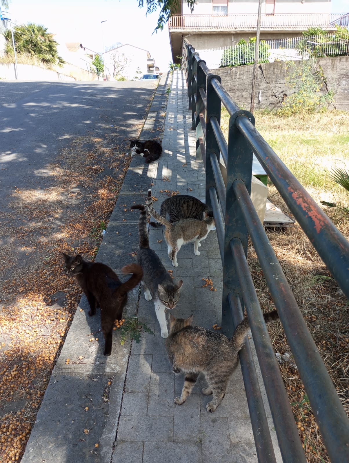 UNA DONNA, TANTI GATTI E UN QUARTIERE CHE SI UNISCE: IL CUORE DI PATERNÒ BATTE IN VIA DEI BASALTI