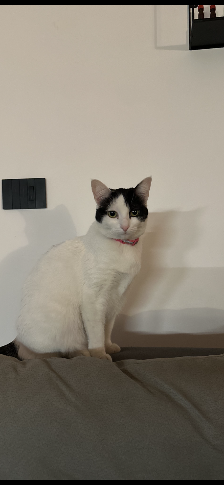 SMARRITA GATTA A PATERNÒ, APPELLO DEI PROPRIETARI: “AIUTATECI A RITROVARE NINA”