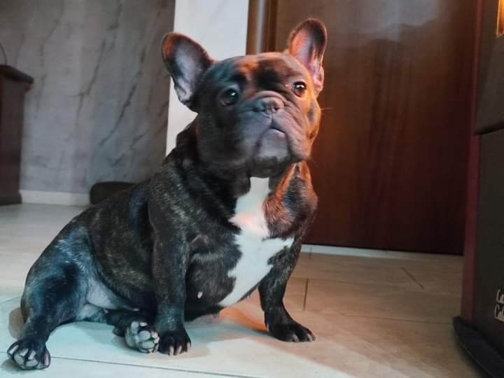 Cane smarrito in Contrada Schettino: appello per una bulldog francese
