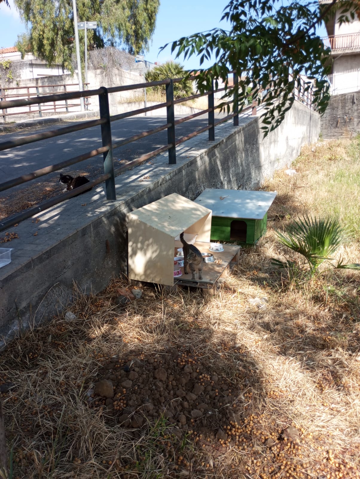 UNA DONNA, TANTI GATTI E UN QUARTIERE CHE SI UNISCE: IL CUORE DI PATERNÒ BATTE IN VIA DEI BASALTI