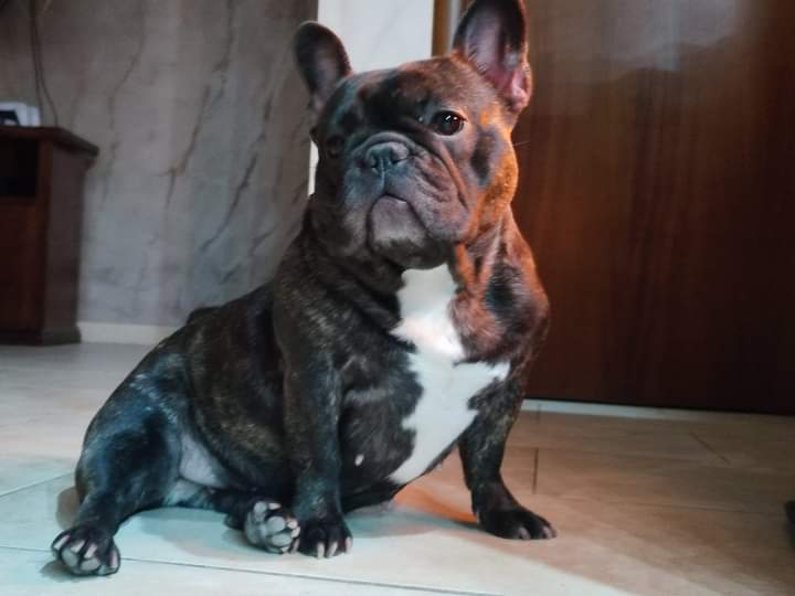 Cane smarrito in Contrada Schettino: appello per una bulldog francese