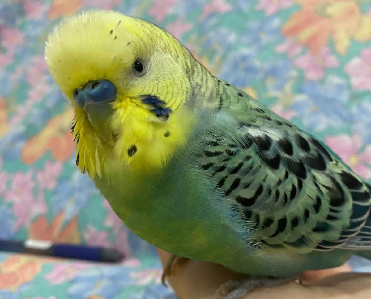 SOS ANIMALI A PATERNÒ – COCORITO SMARRITO: SNOOPY È SCOMPARSO, LA FAMIGLIA LANCIA UN APPELLO DISPERATO - 