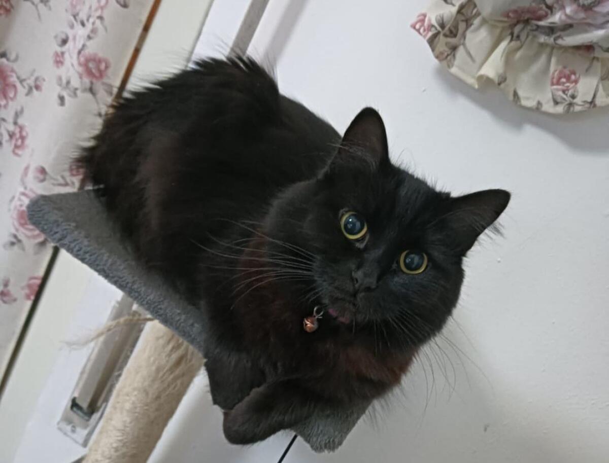 GATTINA SMARRITA A PATERNÒ, L’APPELLO DI UNA CITTADINA: “AIUTATEMI A RITROVARLA” - 