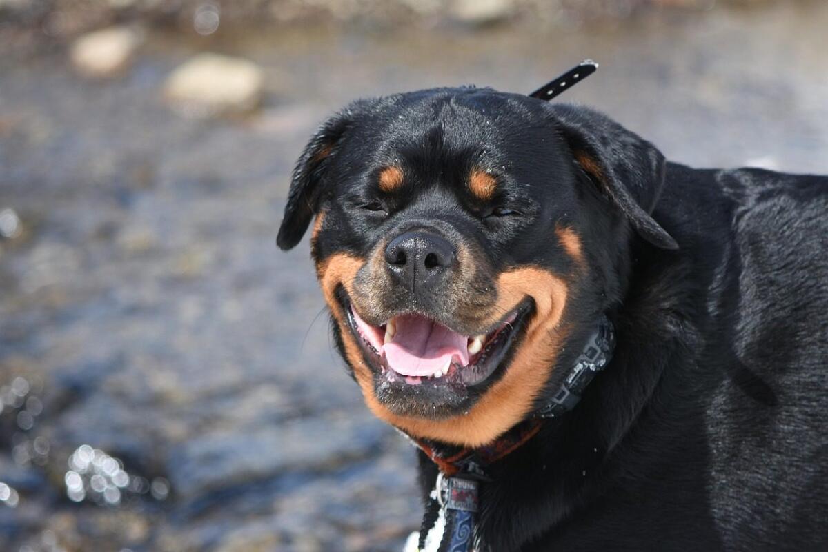 Paura a Pedara: rottweiler fuggono da una villetta e aggrediscono tre persone - 
