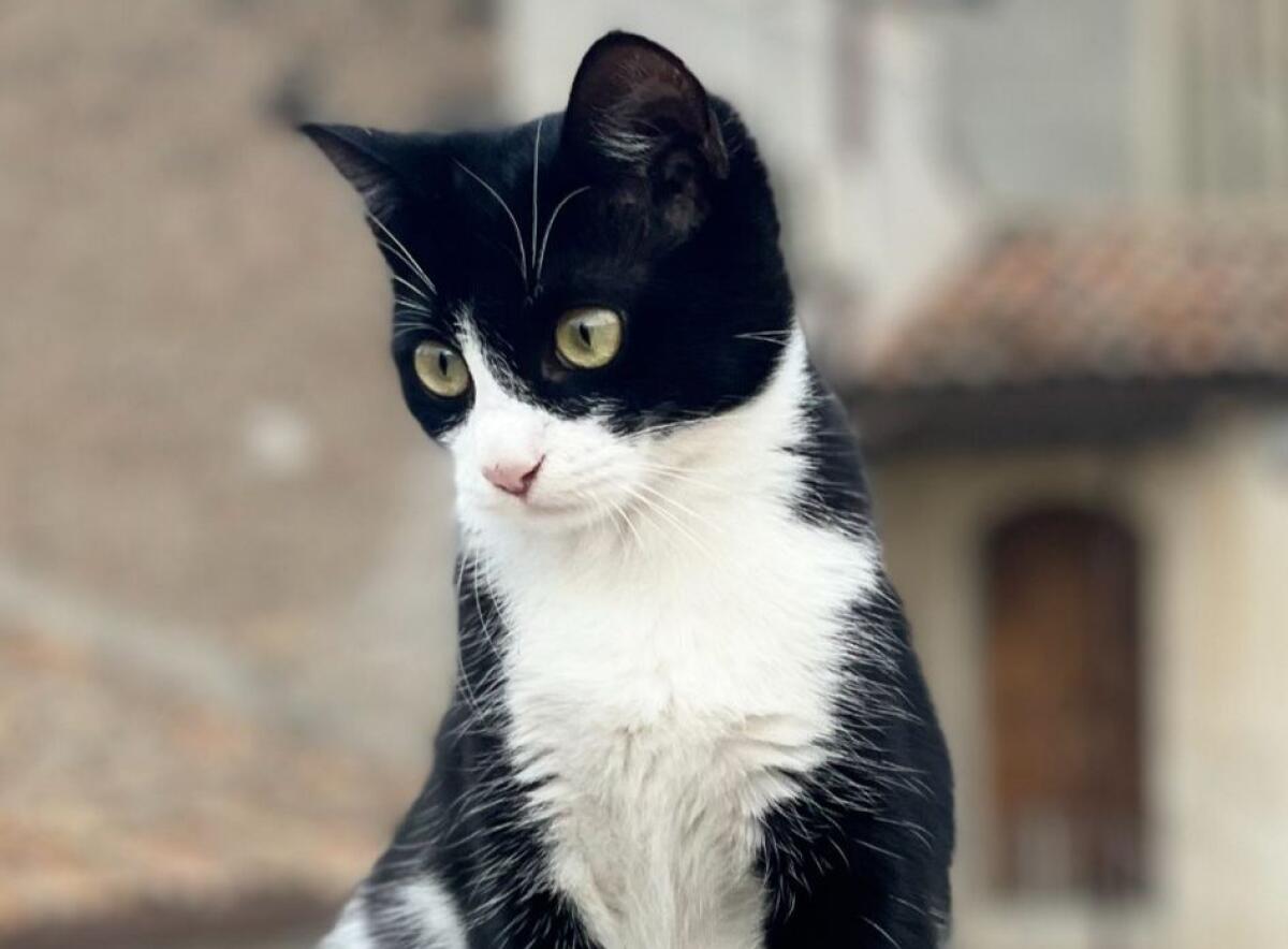 RUBRICA SOS ANIMALI – GATTINA SCOMPARSA A PATERNÒ, AIUTATECI A RITROVARLA - 