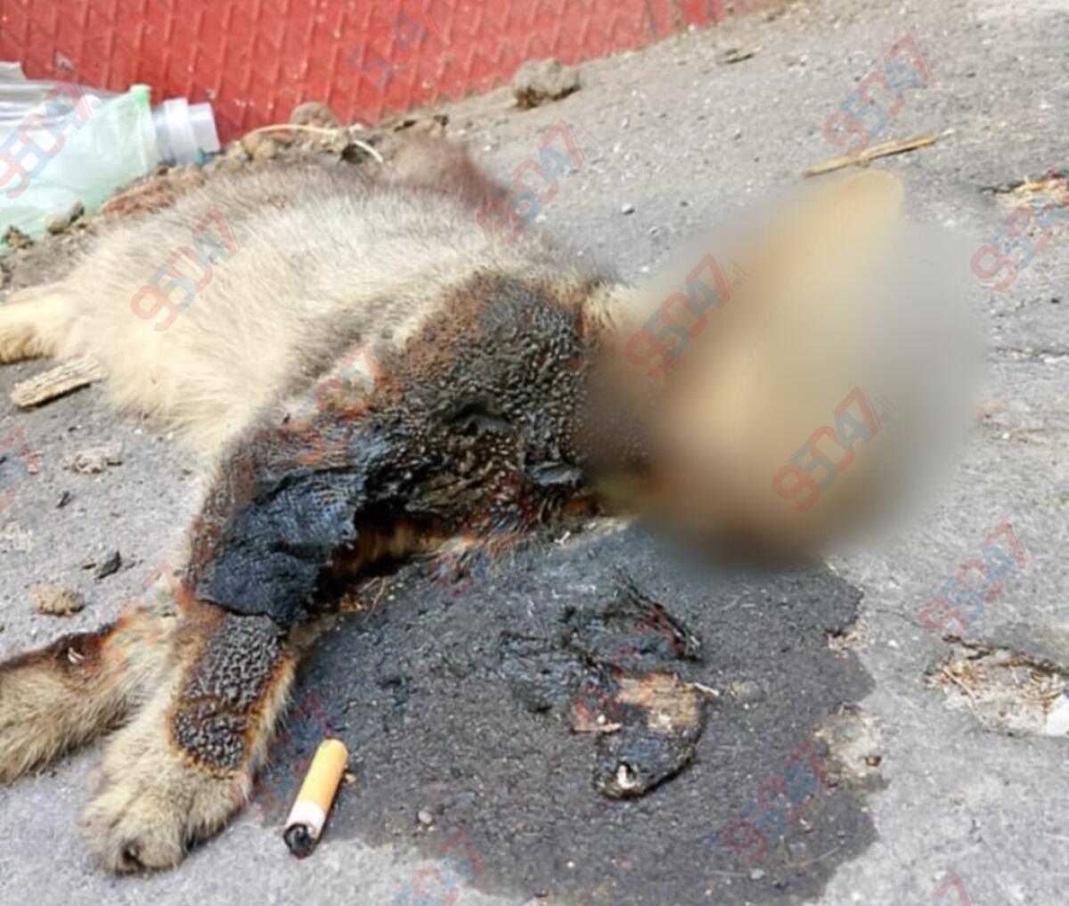 Paternò, orrore in strada: gatto bruciato  accanto a un mozzicone di sigaretta - 