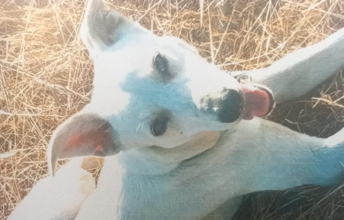 CAGNOLINA SMARRITA A TRE FONTANE – AIUTATECI A RITROVARLA - 