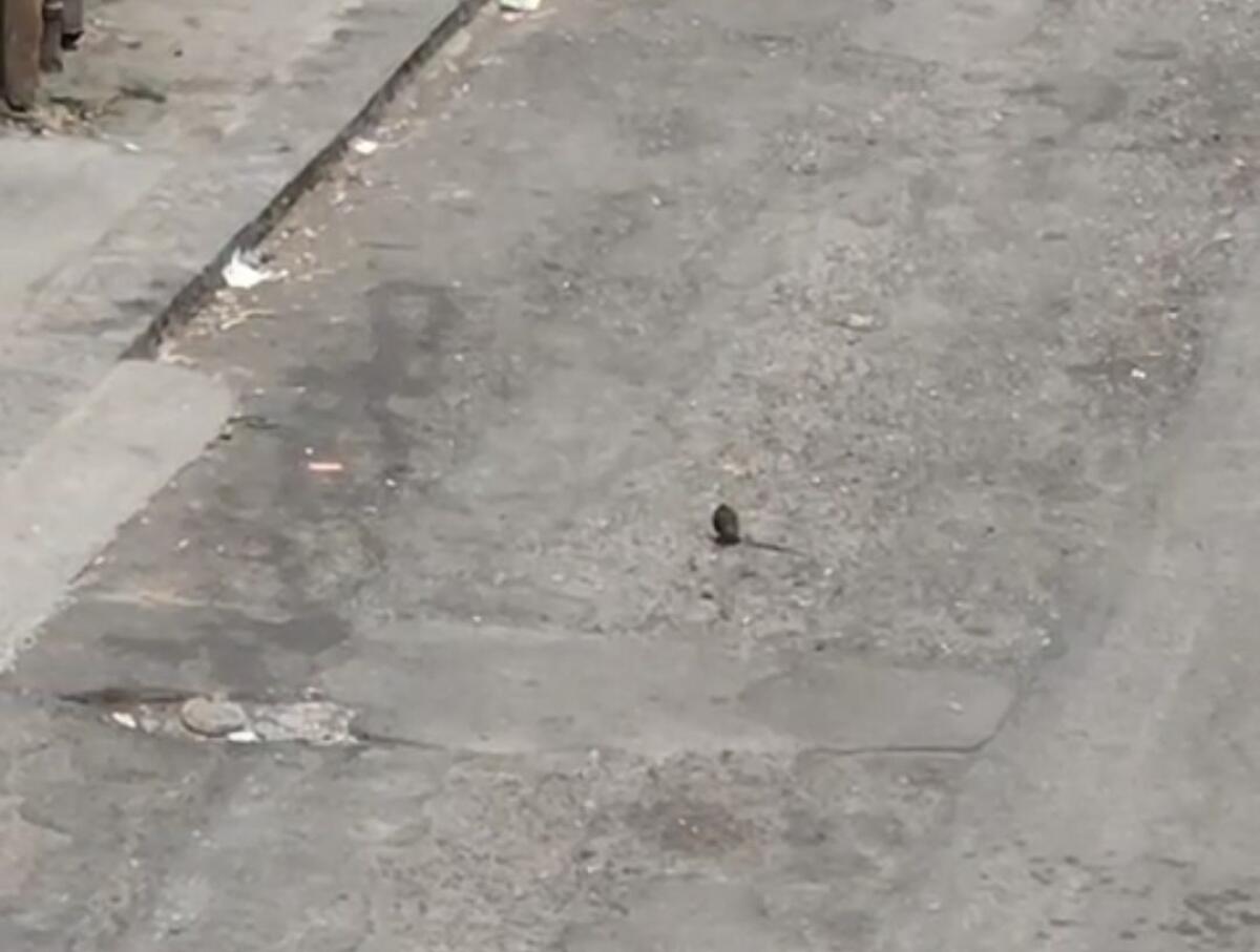 TOPI IN STRADA TRA VIA TAORMINA E VIA CATANZARO: CITTADINI DENUNCIANO, NUOVA DISINFESTAZIONE A PATERNÒ IL 19 GIUGNO - 