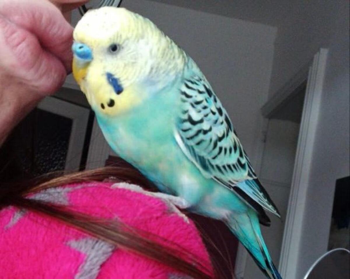 COCORITA SMARRITO A PATERNÒ, ZONA CHIESA SANTA RITA: AIUTATECI, OFFRIAMO UNA RICOMPENSA - 