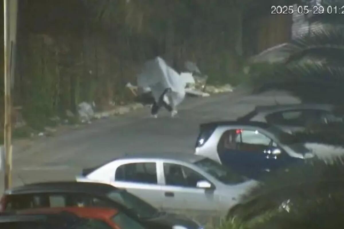 Si traveste da fantasma per gettare rifiuti illegalmente: smascherato e multato a Monreale - 