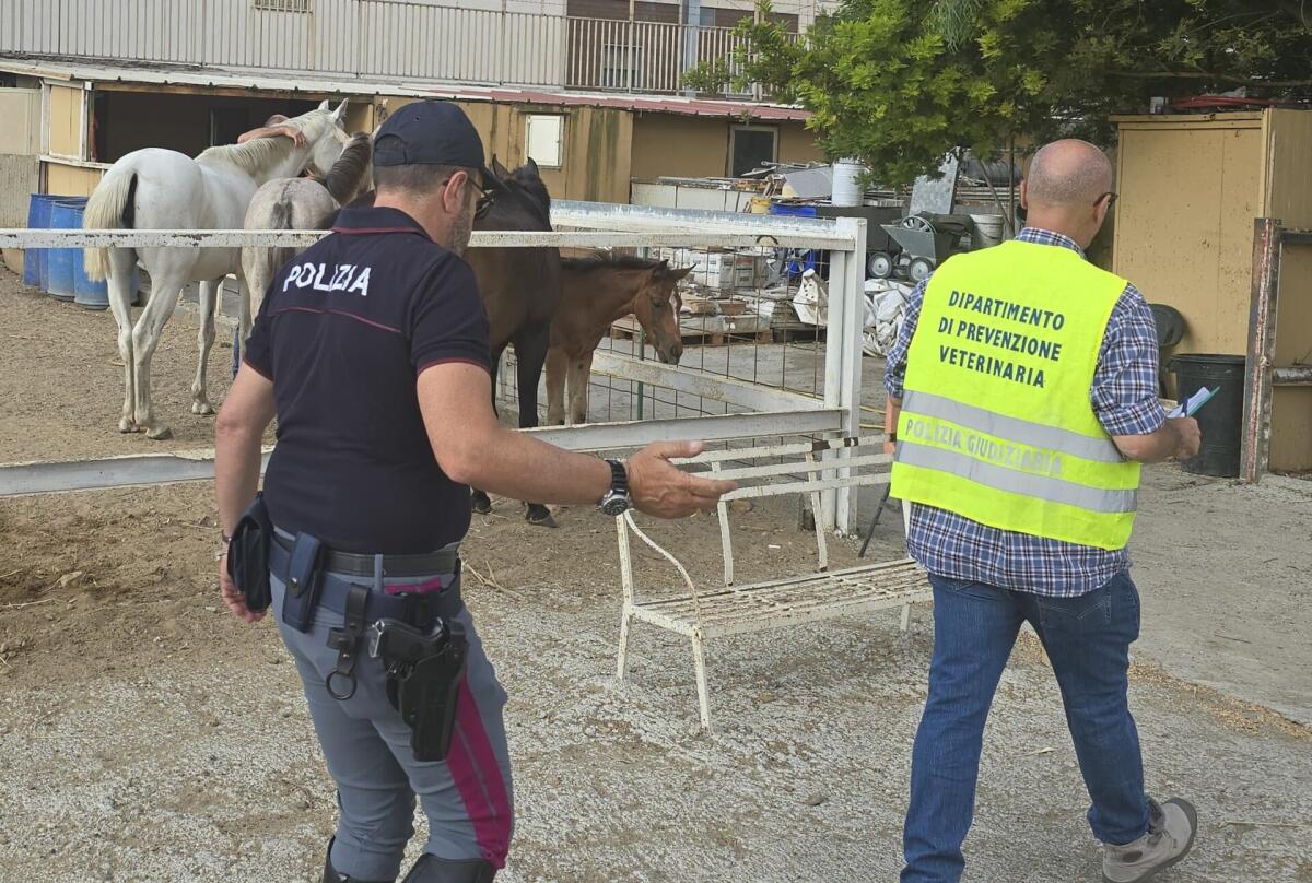 Catania, scoperta stalla abusiva a Monte Po’: sequestrati cavalli e sanzioni per 9.500 euro - 