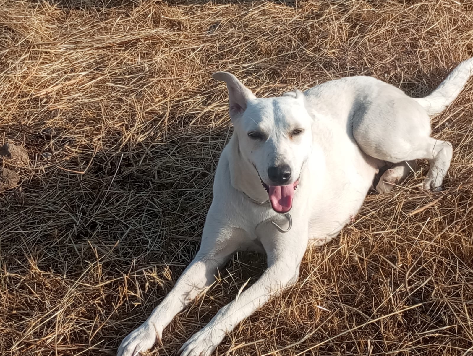 BIANCALISA, LA CUCCIOLA DI PATERNÒ CHE HA CONQUISTATO DIECI CUORI NOBILI