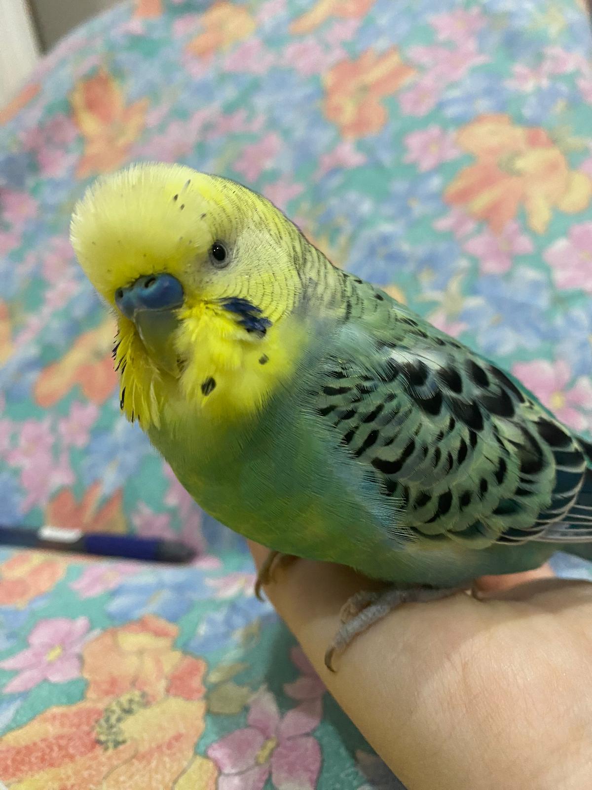 SOS ANIMALI A PATERNÒ – COCORITO SMARRITO: SNOOPY È SCOMPARSO, LA FAMIGLIA LANCIA UN APPELLO DISPERATO