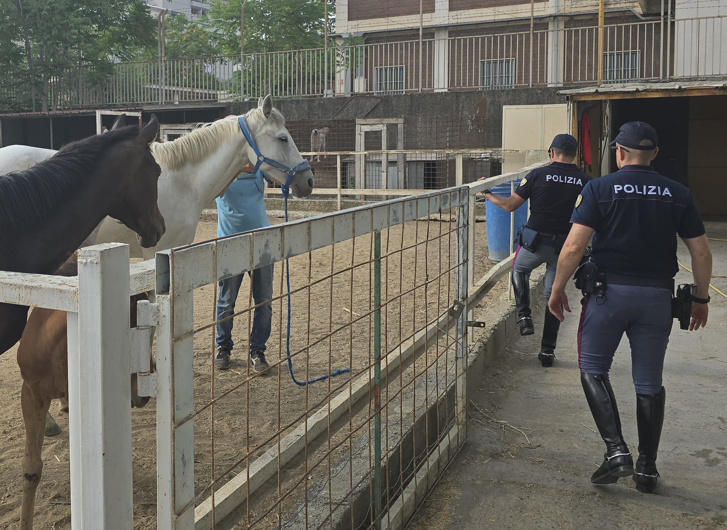 Catania, scoperta stalla abusiva a Monte Po’: sequestrati cavalli e sanzioni per 9.500 euro