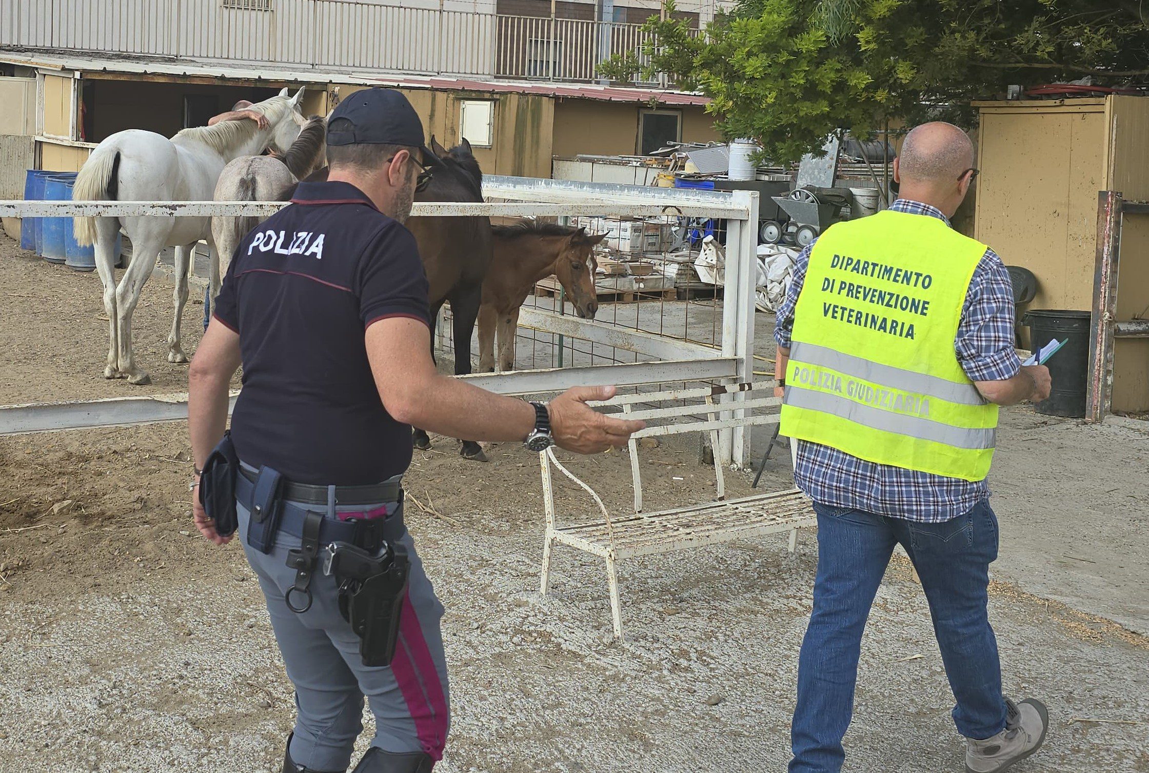 Catania, scoperta stalla abusiva a Monte Po’: sequestrati cavalli e sanzioni per 9.500 euro