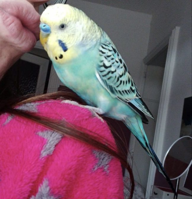 COCORITA SMARRITO A PATERNÒ, ZONA CHIESA SANTA RITA: AIUTATECI, OFFRIAMO UNA RICOMPENSA