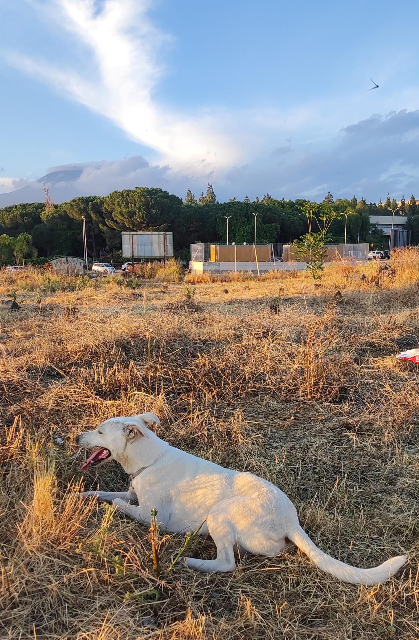 BIANCALISA, LA CUCCIOLA DI PATERNÒ CHE HA CONQUISTATO DIECI CUORI NOBILI