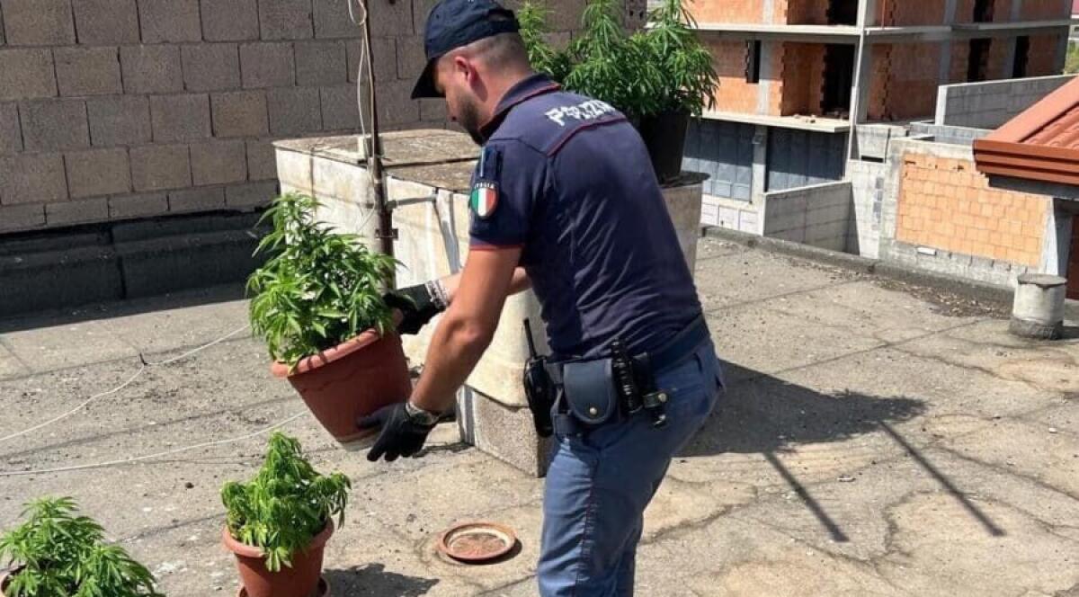 Biancavilla, serra di marijuana sul tetto di casa: arrestato 19enne in flagranza - 