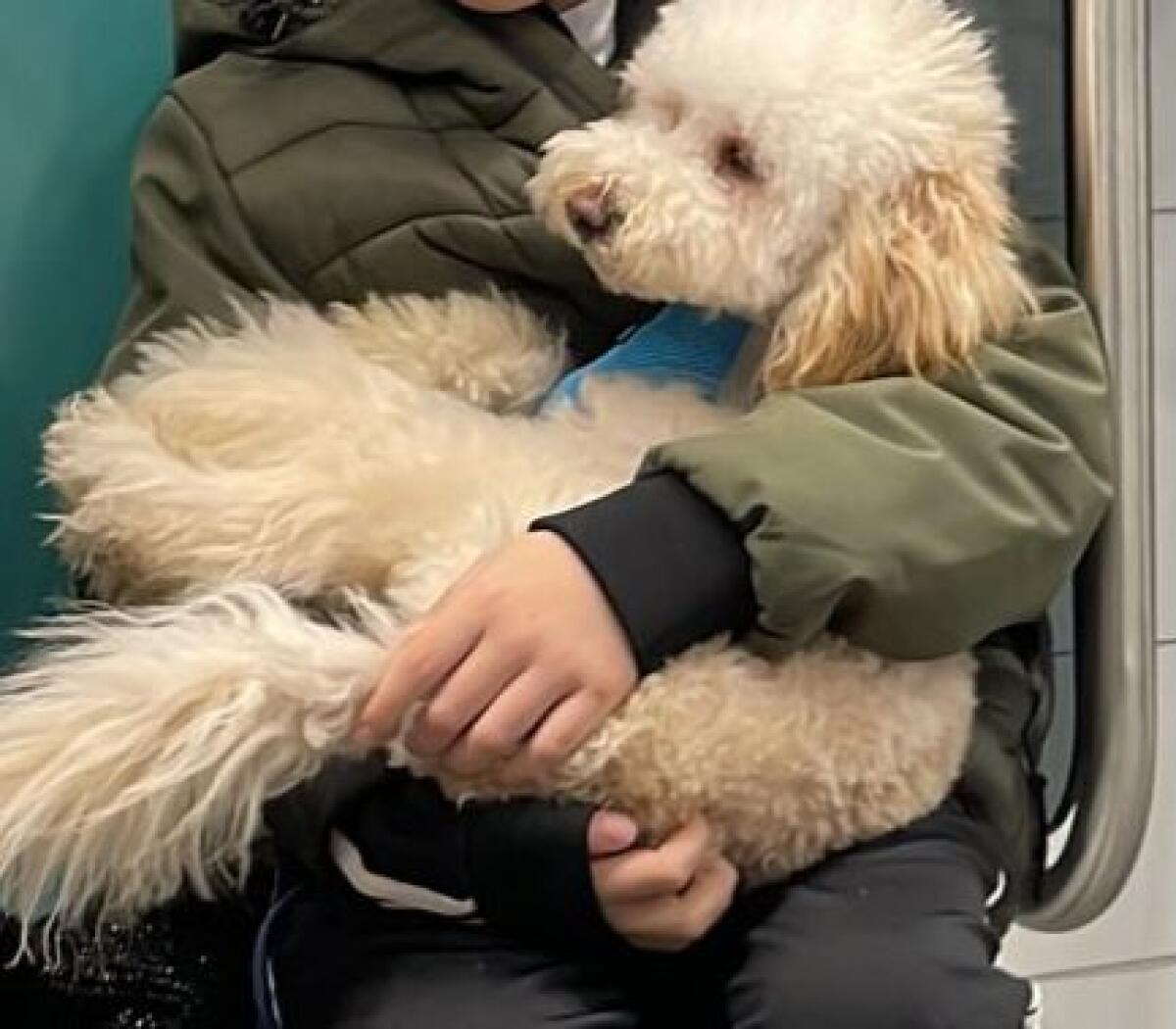 PATERNO'. APPELLO URGENTE: BARBONCINO BIANCO RASATO SCOMPARSO – RICOMPENSA PER CHI LO TROVA - 