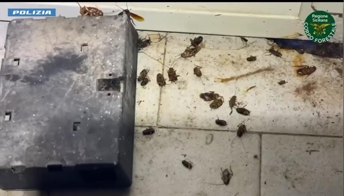 CONTROLLO SU DUE STABILIMENTI BALNEARI AD ACI CASTELLO: BLATTE IN CUCINA, CIBO SCADUTO, ATTIVITÀ SOSPESE E 114 KG DI ALIMENTI SEQUESTRATI - 