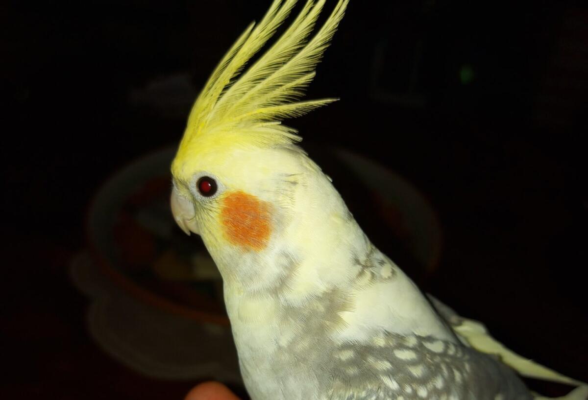 PATERNÒ, SMARRITO PAPPAGALLO AYRTON IN ZONA VILLETTA: OFFERTA RICOMPENSA A CHI LO RITROVA - 