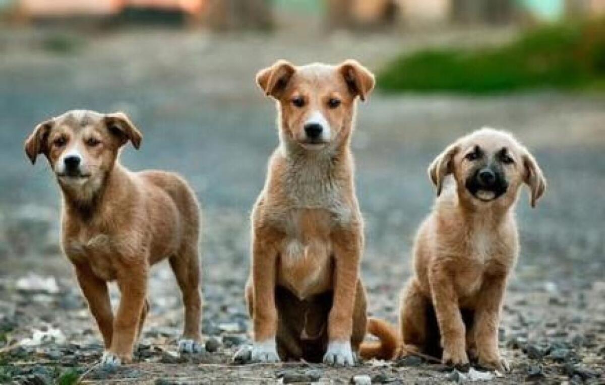 PATERNÒ LANCIA UN’INIZIATIVA CONTRO IL RANDAGISMO: SGRAVIO TARI FINO A 300 EURO PER CHI ADOTTA UN CANE - 