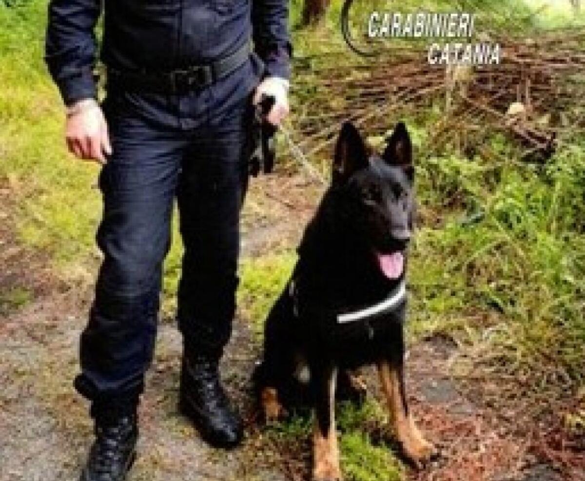 È MORTO AURO, CANE CINOFILO DEI CARABINIERI IN SERVIZIO A NICOLOSI: UN EROE A QUATTRO ZAMPE - 