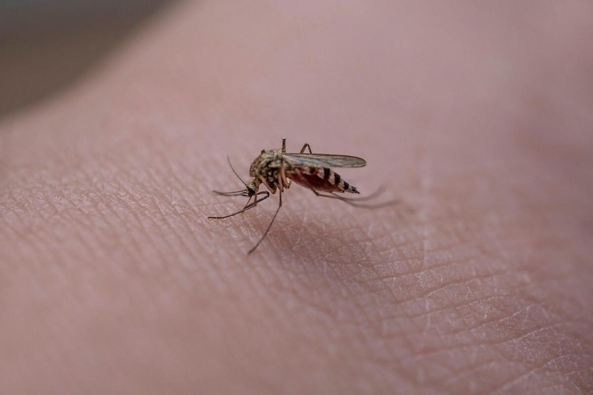 WEST NILE A CATANIA: PRIMO CASO IN SICILIA, 74ENNE RICOVERATO CON FEBBRE A 41,5 °C E VISIONE DOPPIA) - 