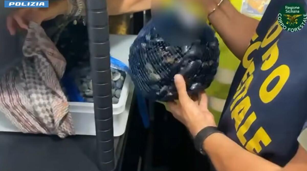 MAXI BLITZ DELLA TASK FORCE SULLA SCOGLIERA: 8 KG DI CIBO DISTRUTTO E SANZIONI PER OLTRE 6 MILA EURO - 