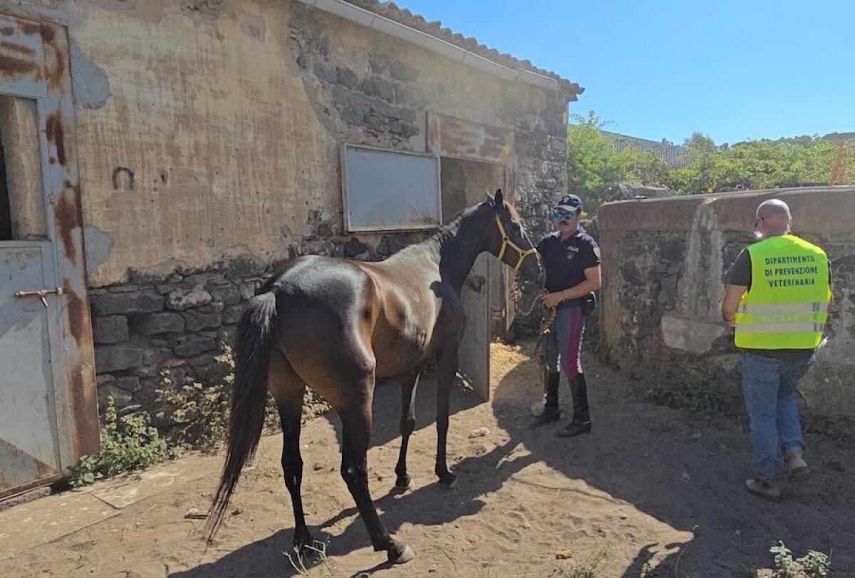 Catania: cavalli rinchiusi in un box abusivo, maxi sanzione da 6.500 euro - 