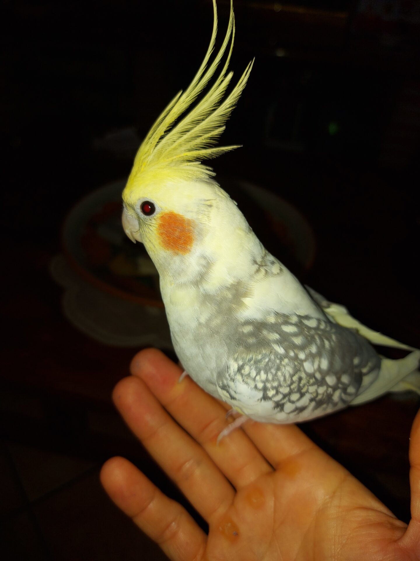 PATERNÒ, SMARRITO PAPPAGALLO AYRTON IN ZONA VILLETTA: OFFERTA RICOMPENSA A CHI LO RITROVA