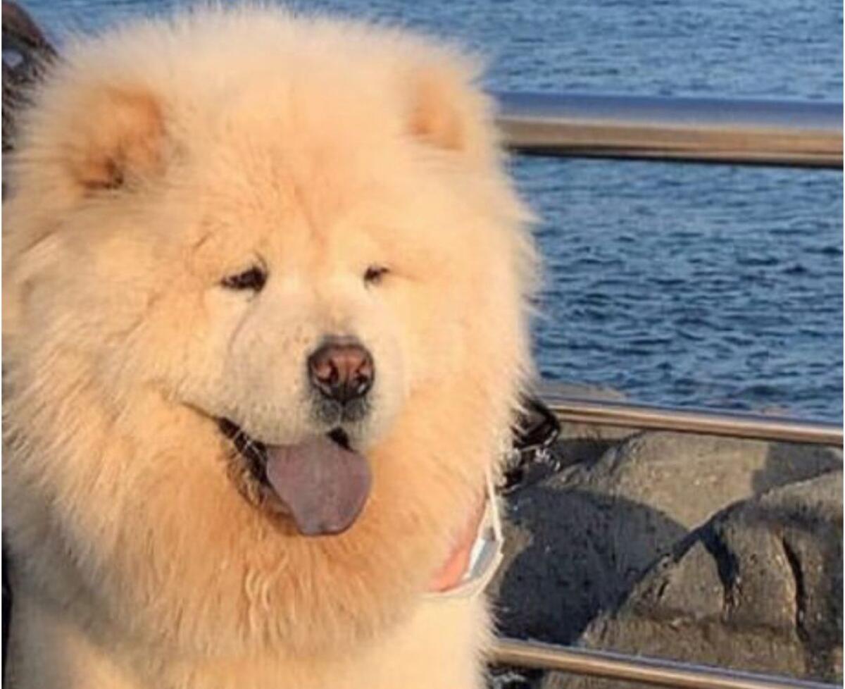 Smarrito cane Chow Chow a Contrada Tre Fontane: l’appello della proprietaria - 