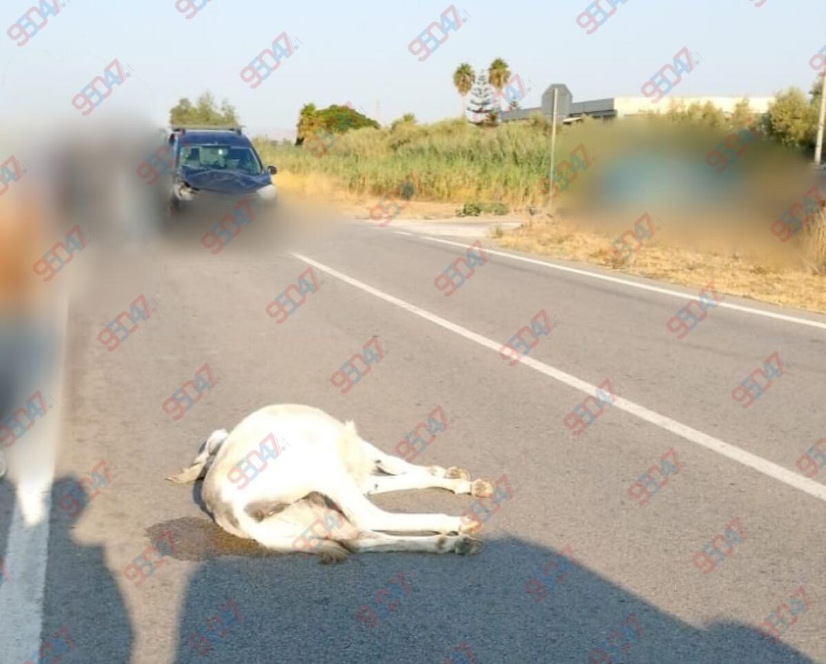 AUTO INVESTE UN ASINO: TRAGEDIA  AL BIVIO JANARELLO - 