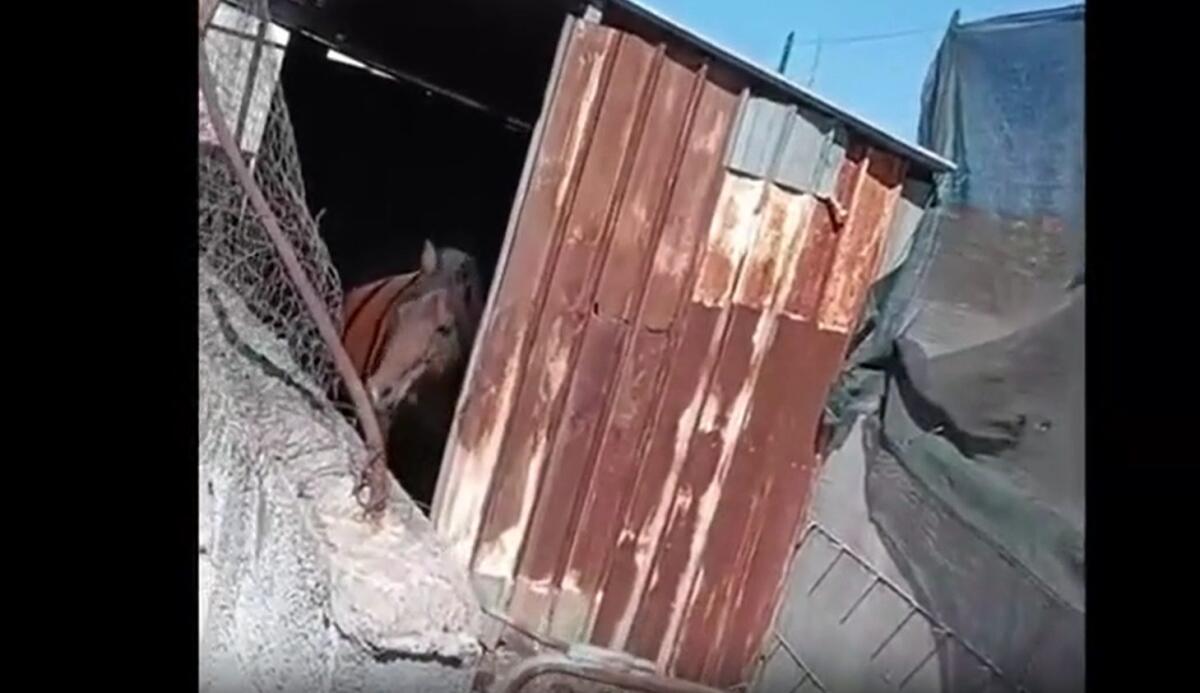 Misterbianco, controlli in un terreno: due denunce per maltrattamento di animali e reati ambientali - 