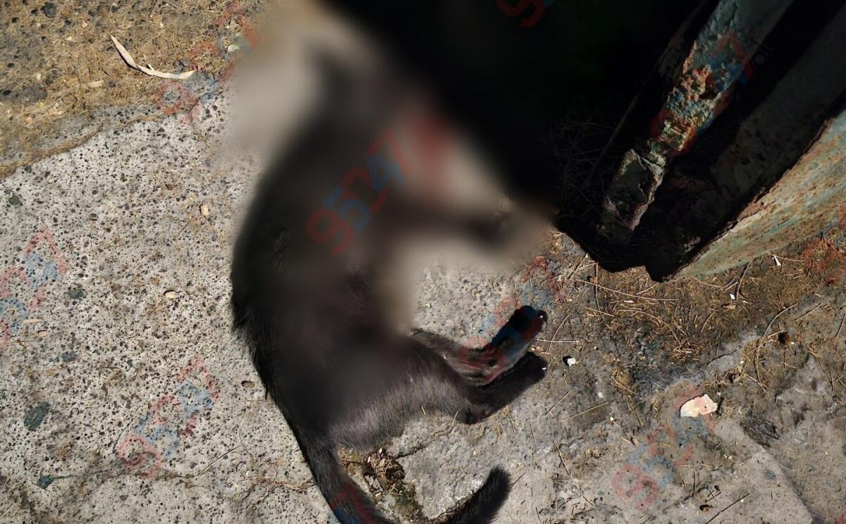 Atto vile a Paternò: gatta avvelenata davanti alla villa Moncada - 