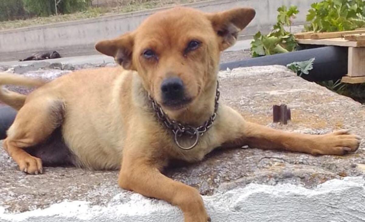 PATERNÒ. Meticcia scomparsa in zona Cimitero Nuovo, ricompensa per chi la ritrova - 