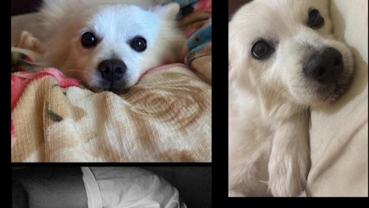 SOS Animali – Smarrito un cagnolino a Paternò in zona via Sardegna - 