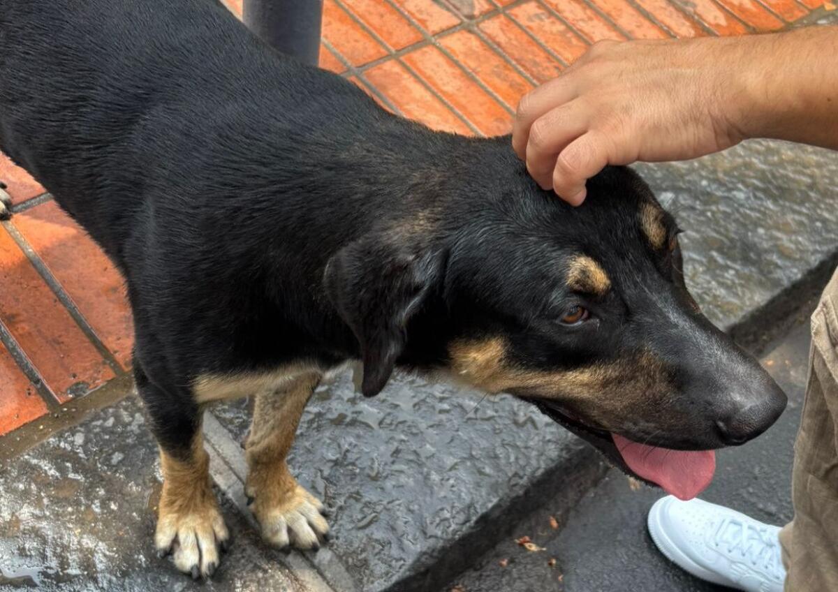 PATERNO'. Trovato un cane smarrito in zona Sant'Antonio, si cerca il proprietario o una nuova famiglia - 