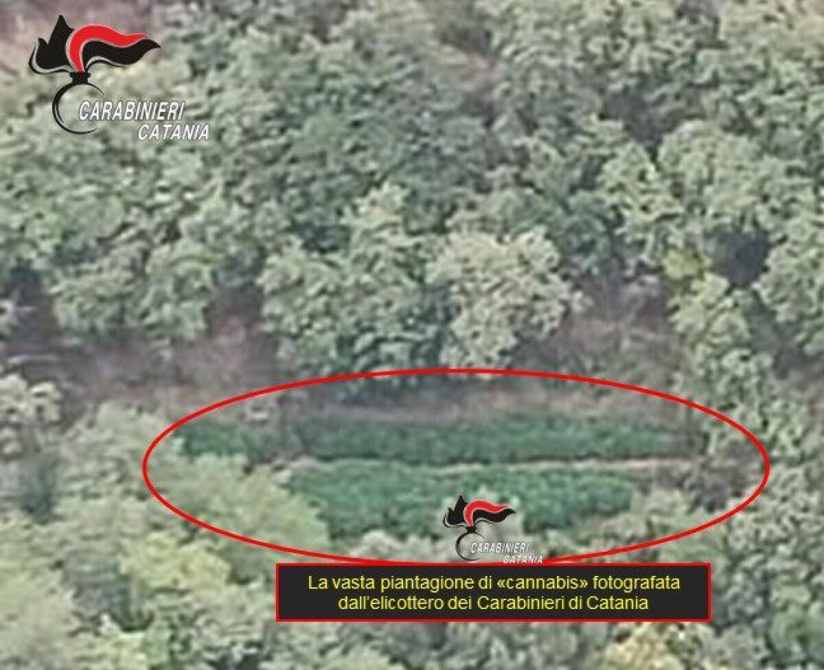 Giarre, elicottero dei Carabinieri scopre piantagione di cannabis: 381 piante e area di essiccazione, arrestato 74enne - 