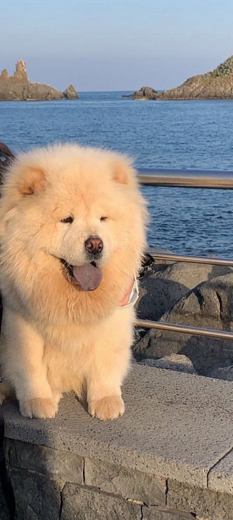 Smarrito cane Chow Chow a Contrada Tre Fontane: l’appello della proprietaria