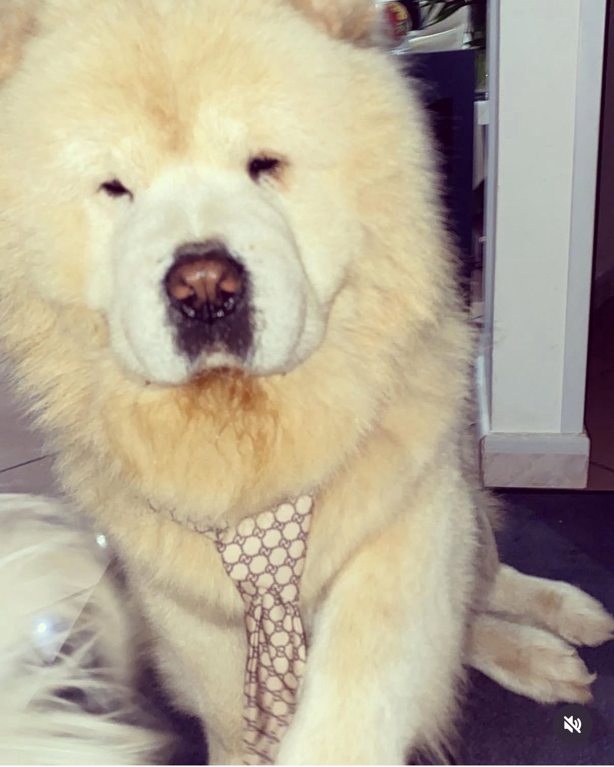 Smarrito cane Chow Chow a Contrada Tre Fontane: l’appello della proprietaria