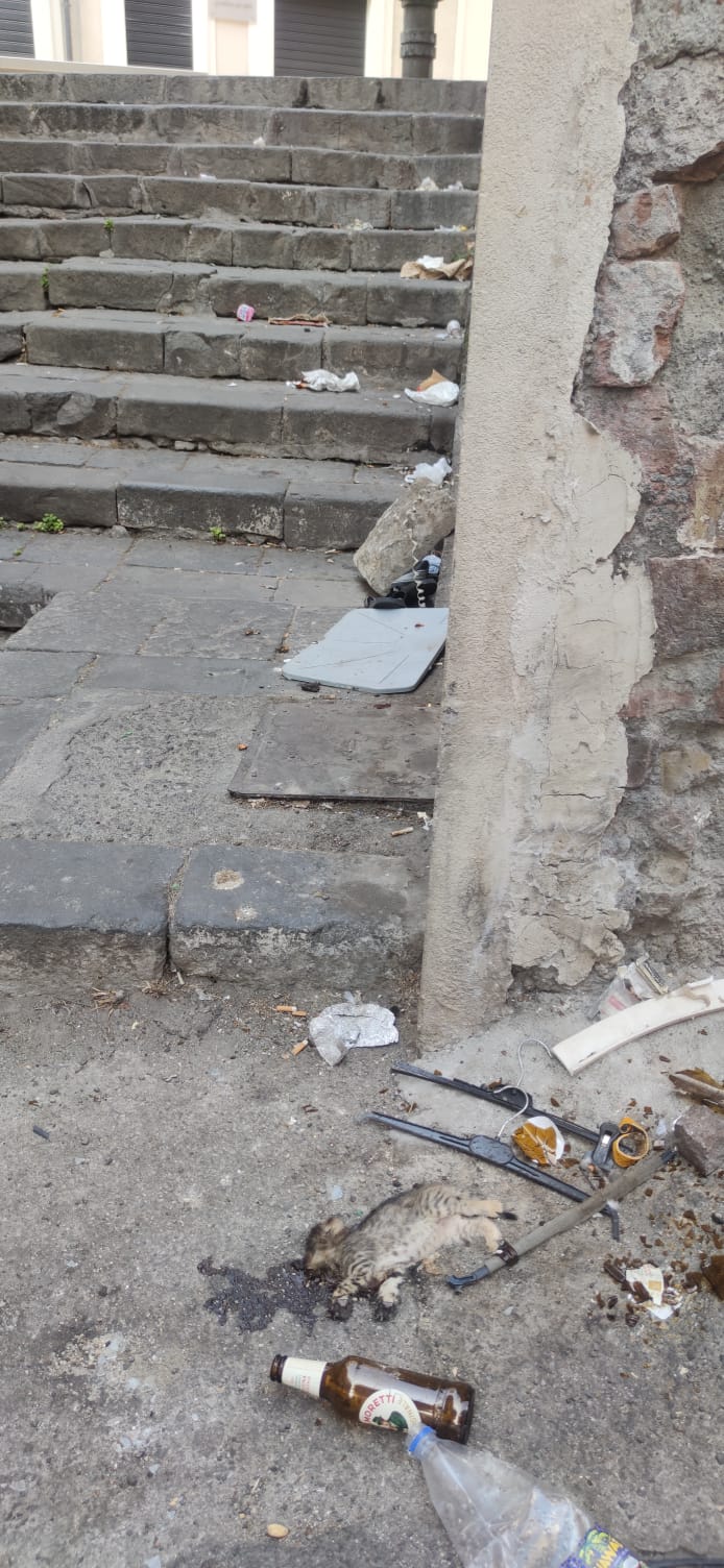 SEGNALAZIONE DI DEGRADO: GATTO MORTO E SPORCIZIA NELLA SCALINATA TRA VIA VITTORIO EMANUELE E VIA PREVOSTO PULVIRENTI