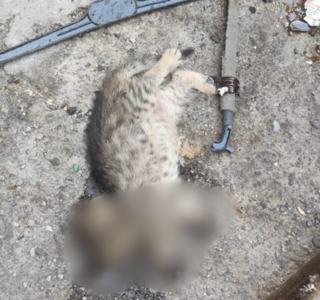 SEGNALAZIONE DI DEGRADO: GATTO MORTO E SPORCIZIA NELLA SCALINATA TRA VIA VITTORIO EMANUELE E VIA PREVOSTO PULVIRENTI