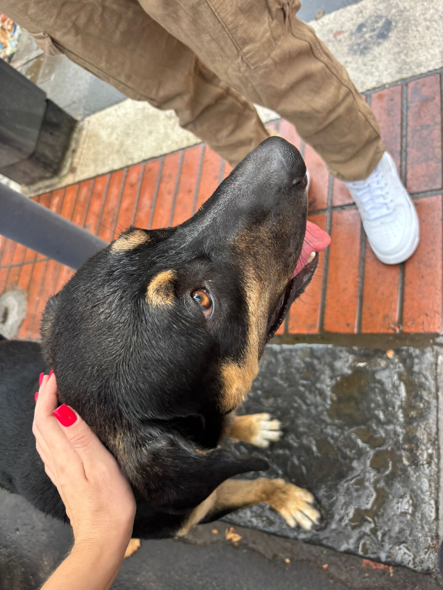 PATERNO'. Trovato un cane smarrito in zona Sant'Antonio, si cerca il proprietario o una nuova famiglia