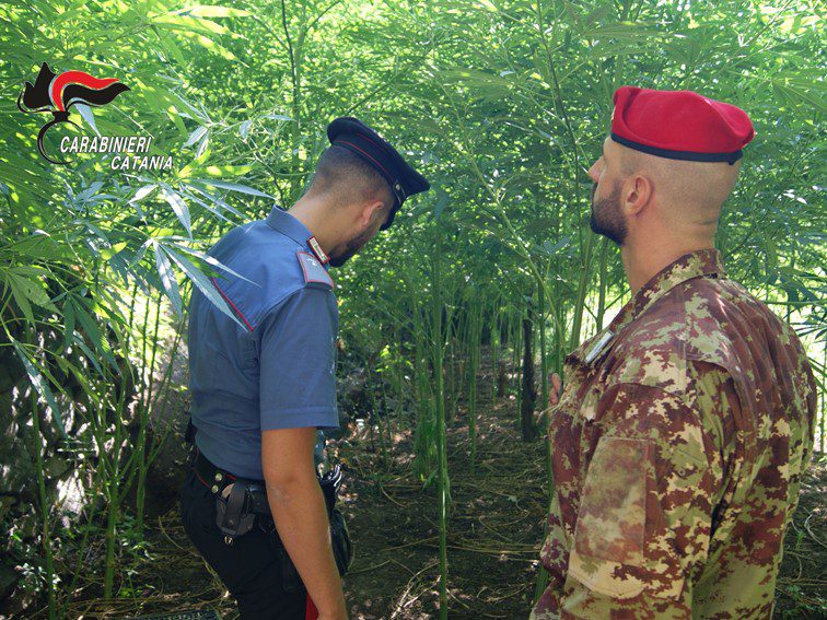Giarre, elicottero dei Carabinieri scopre piantagione di cannabis: 381 piante e area di essiccazione, arrestato 74enne