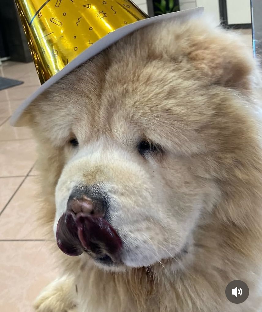 Smarrito cane Chow Chow a Contrada Tre Fontane: l’appello della proprietaria