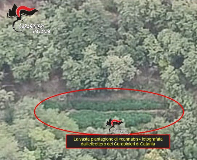 Giarre, elicottero dei Carabinieri scopre piantagione di cannabis: 381 piante e area di essiccazione, arrestato 74enne