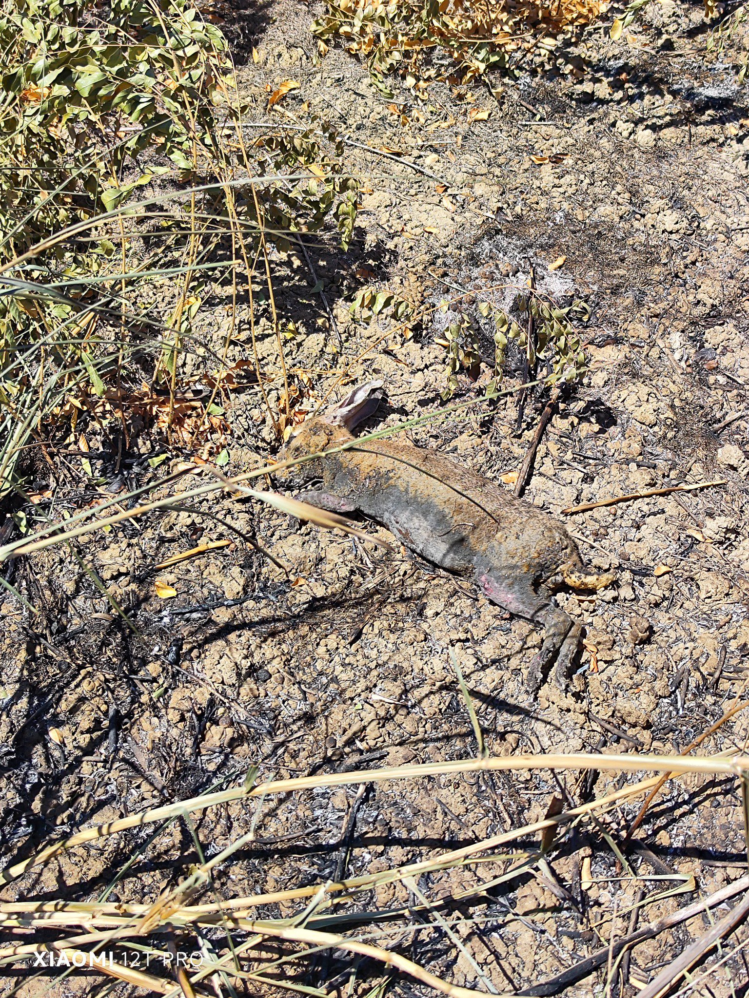 INCENDI DEVASTANO L’OASI DEL SIMETO: STRAGE DI ANIMALI SELVATICI, RISERVA NATURALE IN CENERE ED ECOSISTEMA GRAVEMENTE COMPROMESSO
